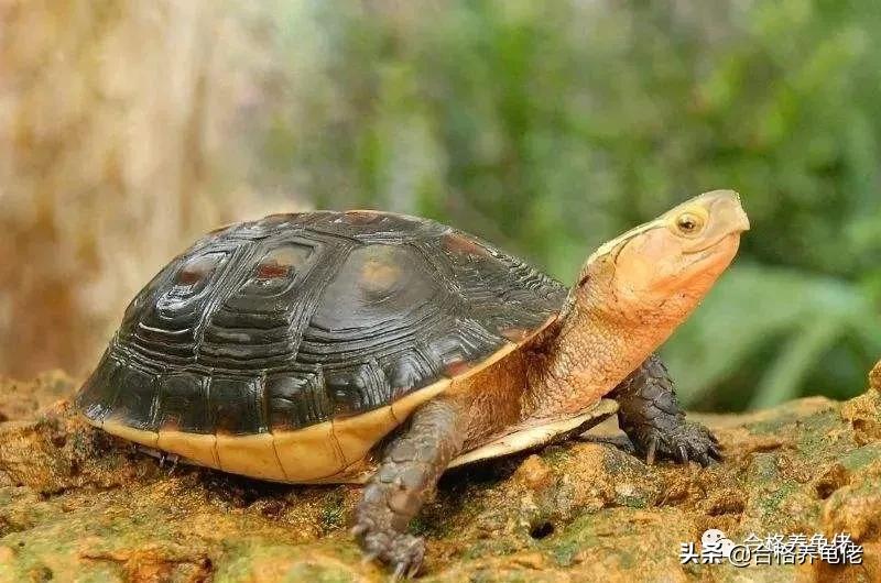 闭壳龟哪个最好看,平民闭壳龟有哪些