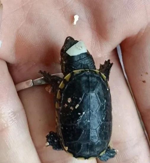 minimonster杭州,minimonster绘本