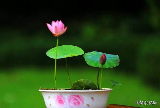 碗莲种藕一盆种两棵,种碗莲种藕全过程