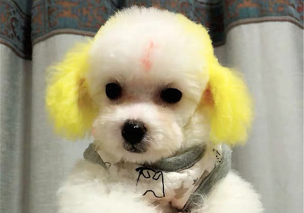 辟谣,狗狗染色用的是植物染发剂没伤害?对它你真的了解吗?