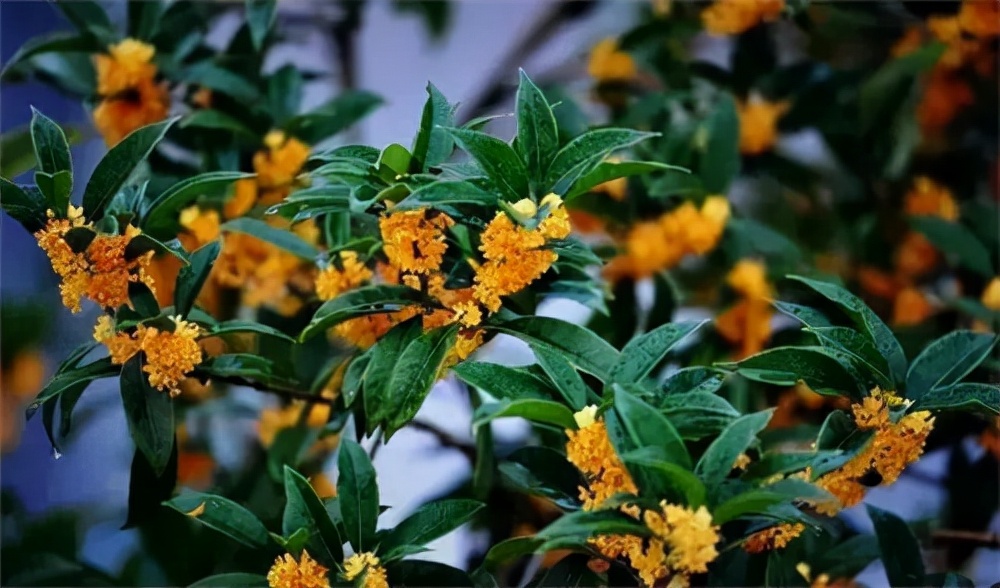 四城对比,四城比美谁的桂花味更浓