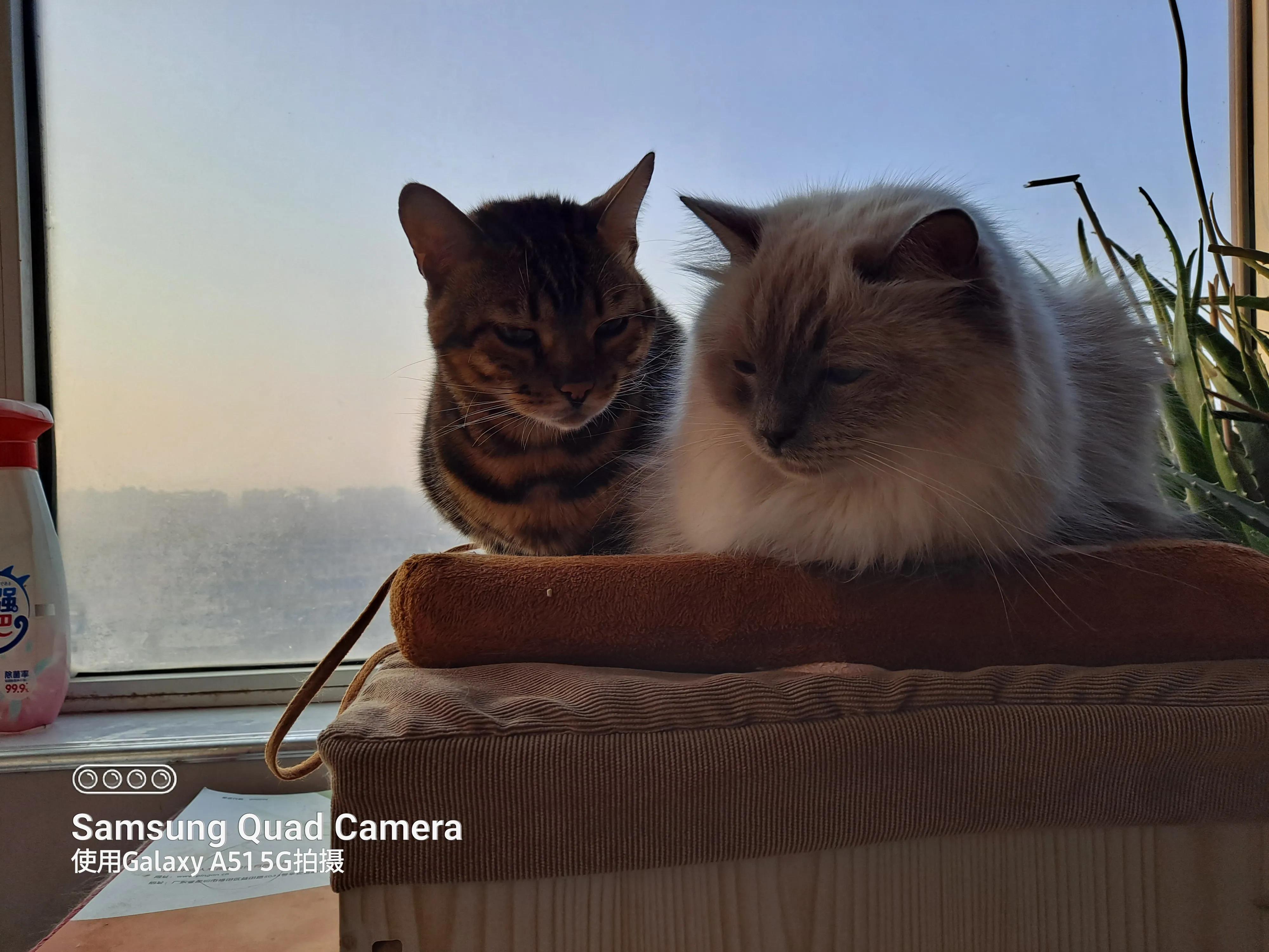 三只小猫的故事,三只小猫的故事感想