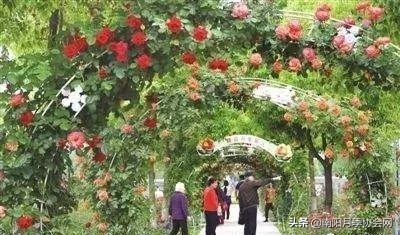 南阳月季欣赏的地方,南阳大月季