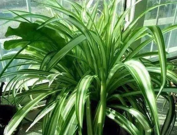 吊兰,是喜阴还是向阳,很多人弄错了,难怪总爱黄叶