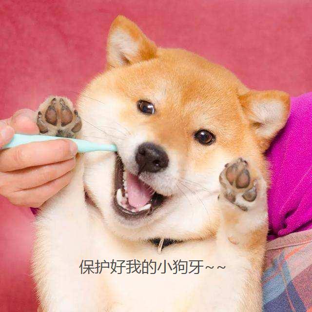 狗狗护牙方法大全,狗狗怎么护理狗牙