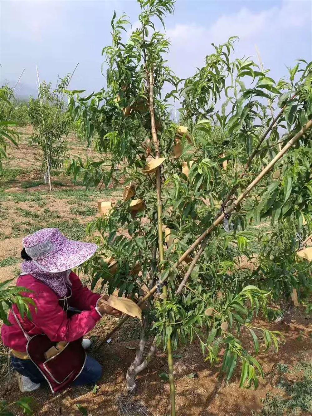 文登区葛家镇：现代高效农业播“绿”成“金”