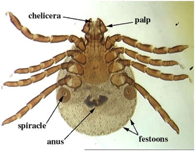 狗狗身上的蜱虫长得很快,狗狗耳朵里长吸血蜱虫