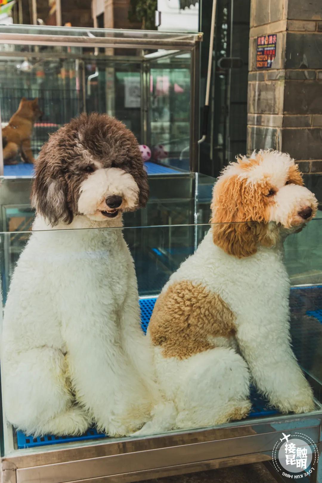 逛逛园博花鸟市场,园博花鸟市场攻略