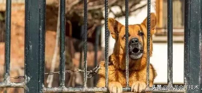 看门狗原理,看门狗的原理动画