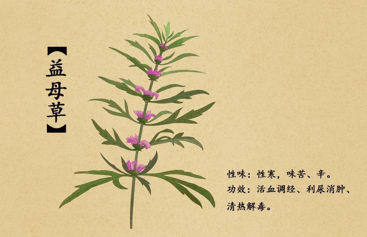 女性气血不足吃什么可以补气血,女性气血不足如何快速补气血