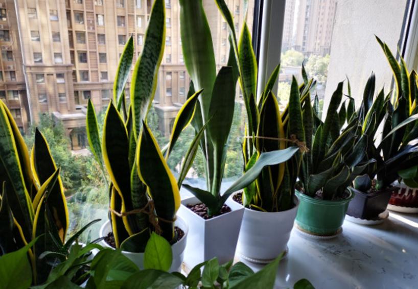 虎皮兰老是发侧芽怎么办,虎皮兰发的侧芽怎么办