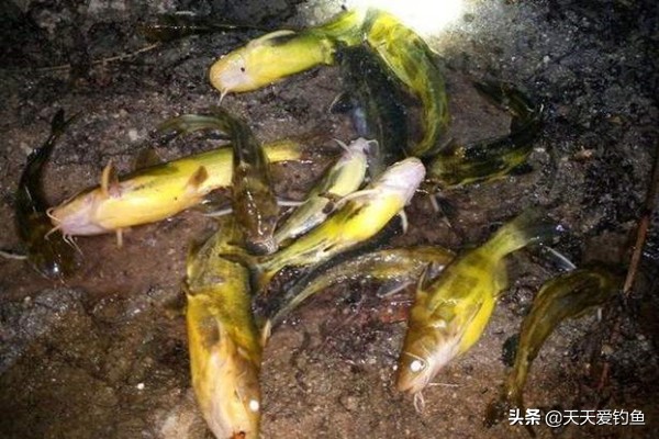 夏天串钩夜钓黄颡鱼技巧，最简单有效的钓法，收获更有保证