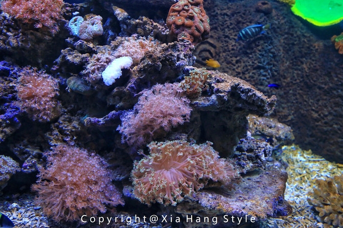 横店梦幻谷水世界有奥特曼,横店梦幻谷水世界摩天轮