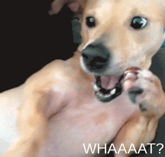 狗狗吃饭急得不得了,狗狗生病不吃饭的各种症状