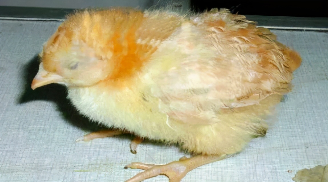 如何分辨虚寒下痢和泻热下痢,预防家禽白痢