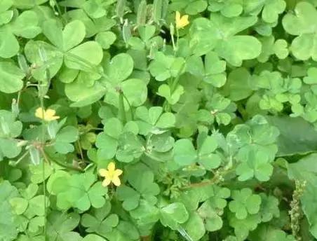 农村随处可见的几种野生中草药,教你认识那些路边的野生中草药