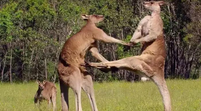 澳大利亚国宝袋鼠为啥可以吃,澳大利亚袋鼠是国宝为什么还能吃