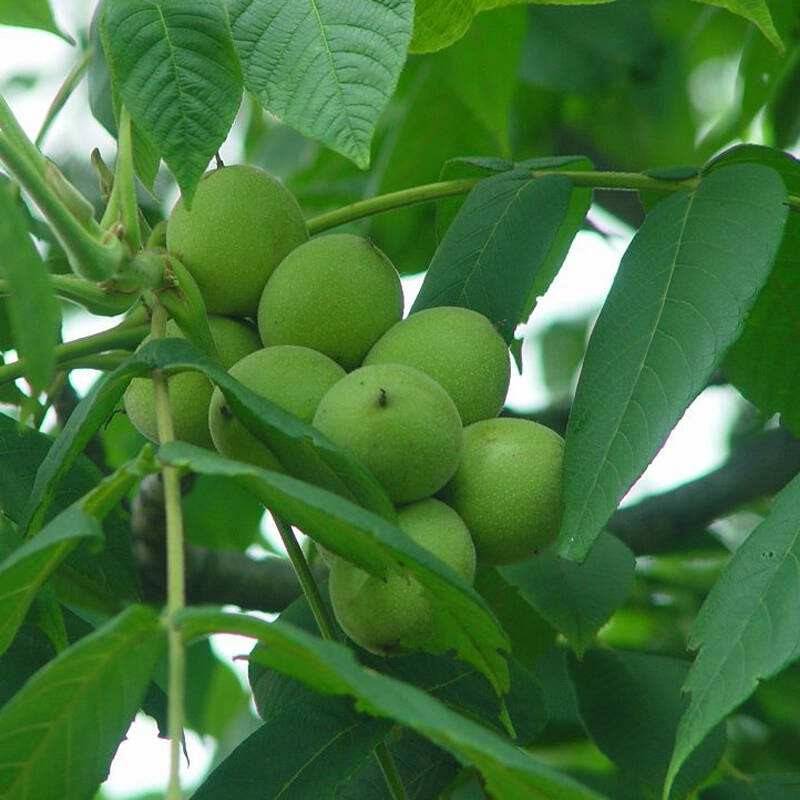 捡小山核桃,捡山核桃视频