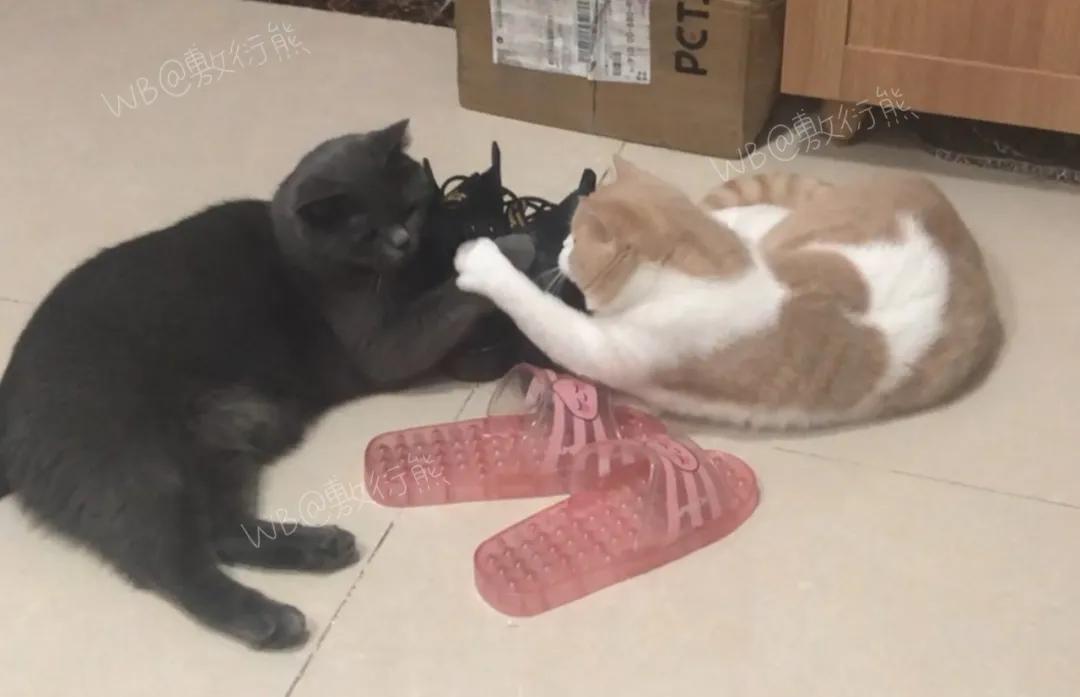 猫是只好猫,可被网友恶整后…哈哈哈没脸见人了