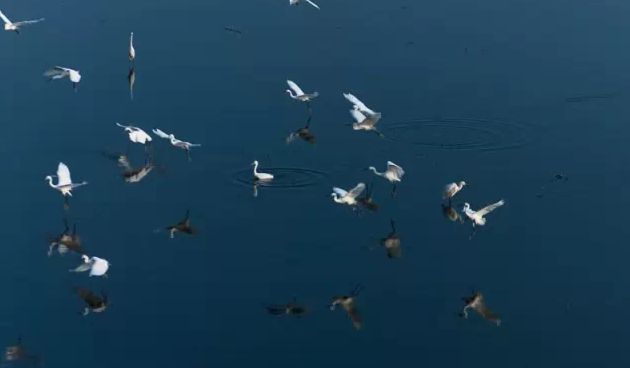 我们背诵并搜集了关于春天的古诗,描写春天的100首古诗三年级下