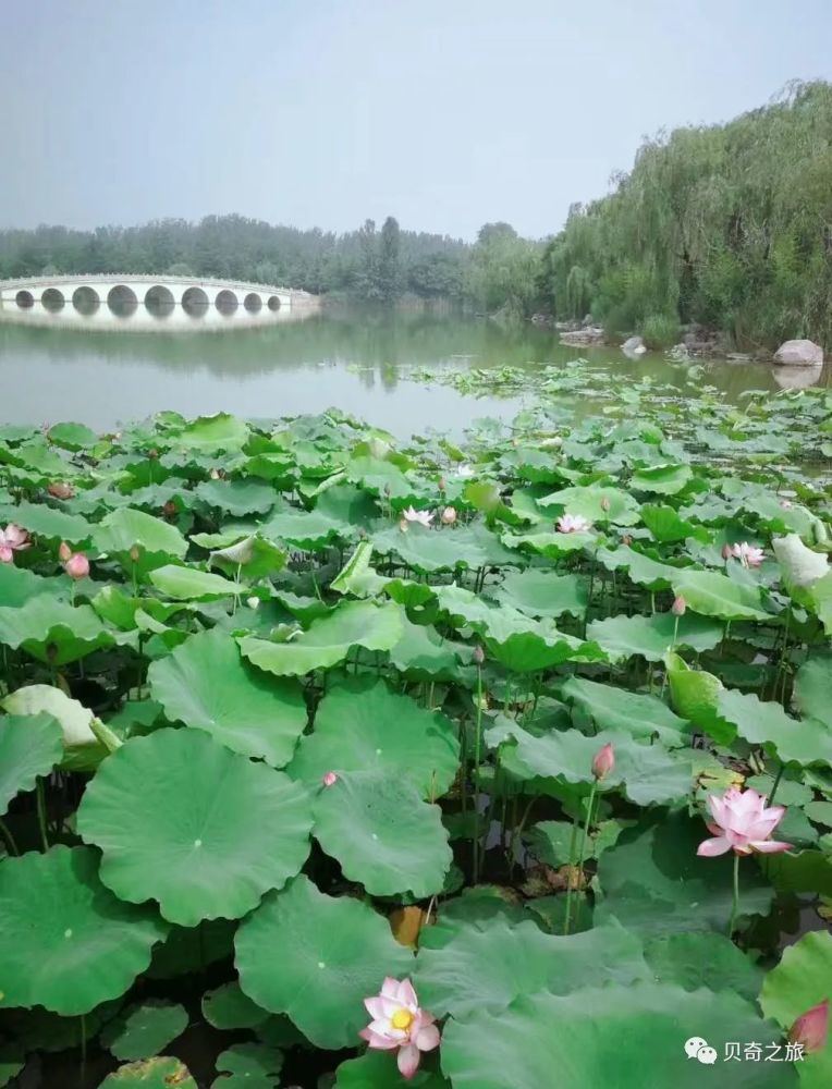 郑州赏荷花攻略,中国赏荷必去的地方