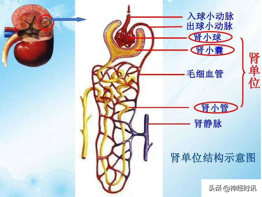 肾脏输尿管膀胱前列腺结构,肾输尿管膀胱解剖示意图