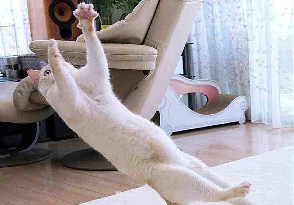 辟谣猫咪并非黑夜都能看得清,猫咪假孕结果真孕