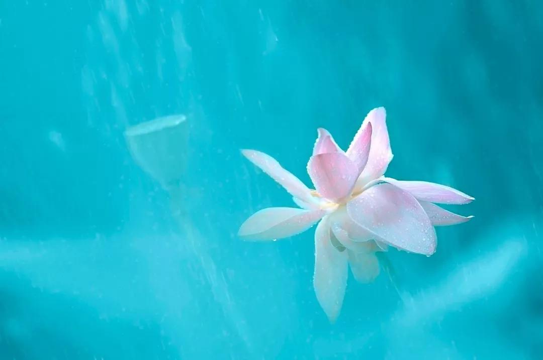 描写荷塘月色的诗句优美的,荷塘月色的诗句大全