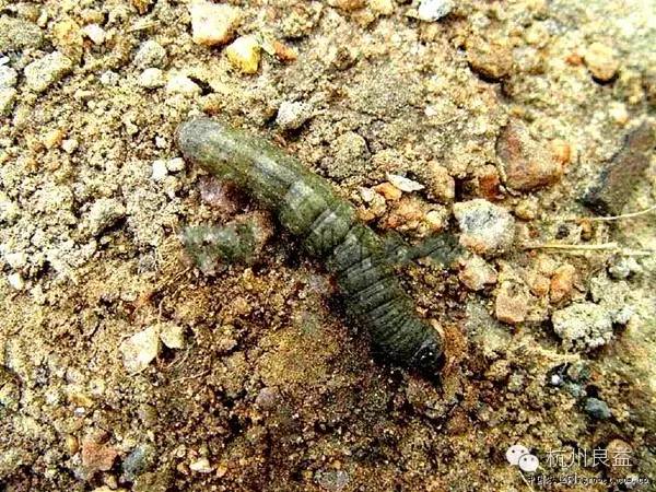 西瓜病虫害一本通表,西瓜红薯种植病虫害防治