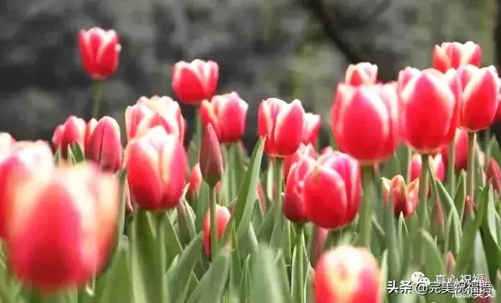 《老有老的骄傲》,送给群里的朋友