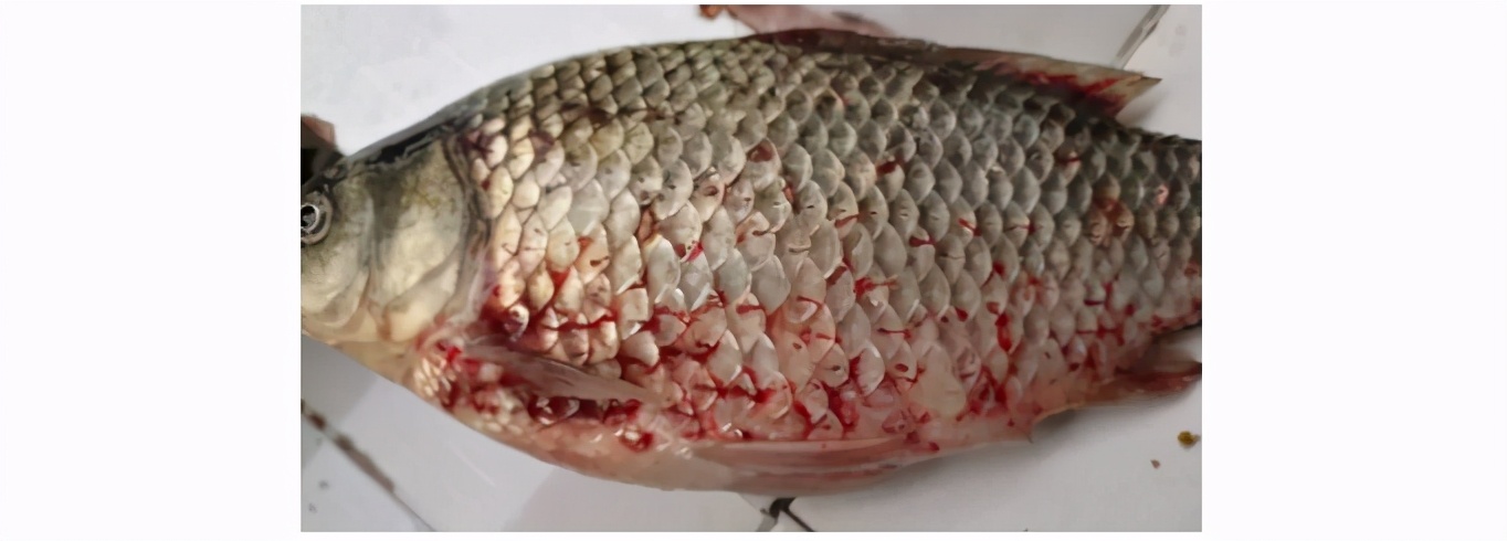 水产养殖常见的鱼类出血烂身性疾病的分析与防控