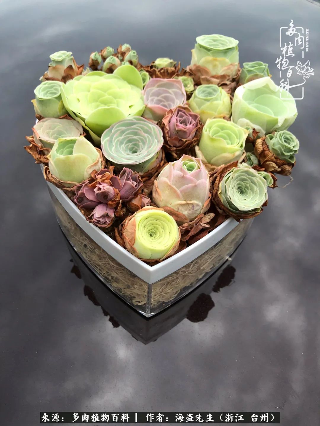 山地玫瑰养护顺口溜,山地玫瑰的养护种植注意事项视频