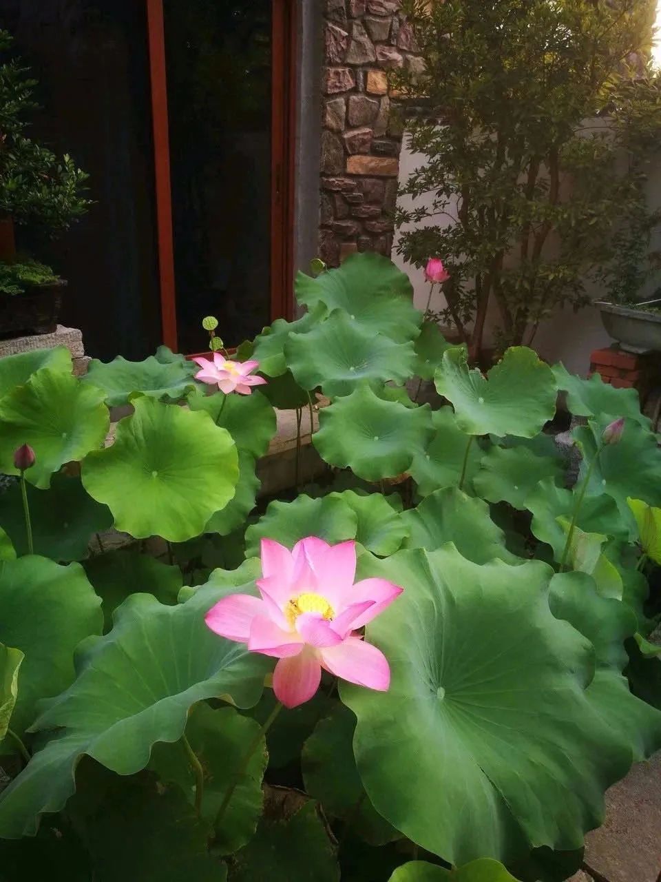 养花人最值得养的十二种花，一种花一种风华，你家养了几种？