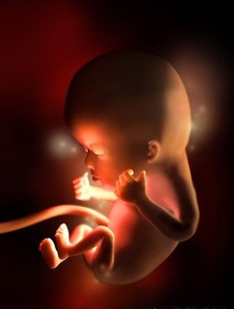 胎儿发育全过程标本,是否能看到胎儿的发育过程