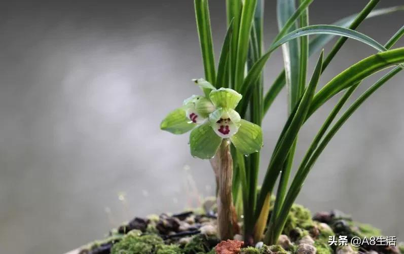 每日一品～中国兰花～春兰茗品～美芬荷