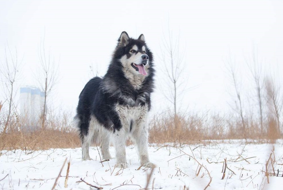 小北京犬宠物狗品种图片大全,常见宠物狗的品种大全及图片