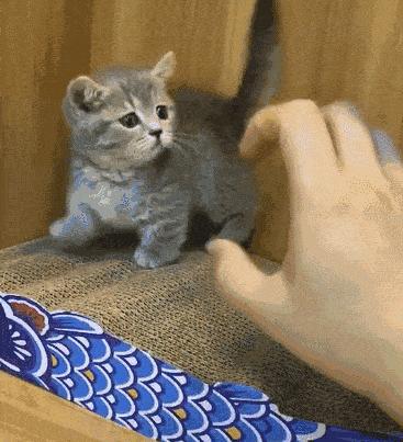 猫的品种都有哪些中华田园猫,中华田园猫品种哪种最受欢迎