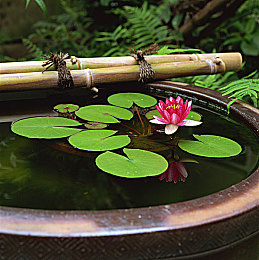 废弃大水缸养睡莲,旧水缸养睡莲可以放养什么小鱼