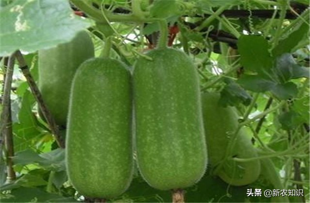 南瓜冬瓜什么时间种植最好,冬瓜的种植技术主蔓何时打顶