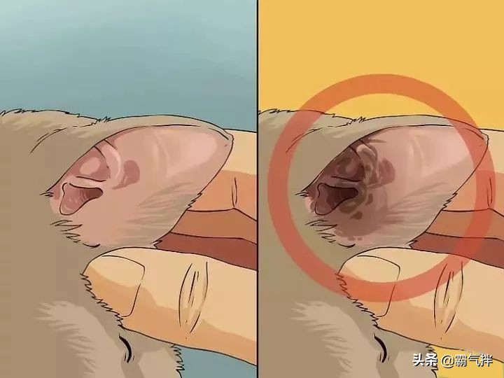 主子的耳朵脏了怎么办？教你正确的清理耳道的方法