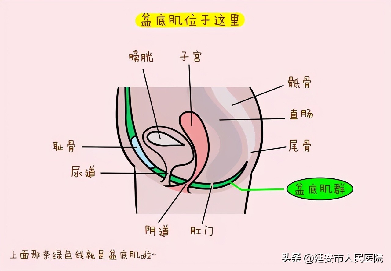延安市人民医院妇产科李爱明主任“盆底整复”专病门诊开诊啦