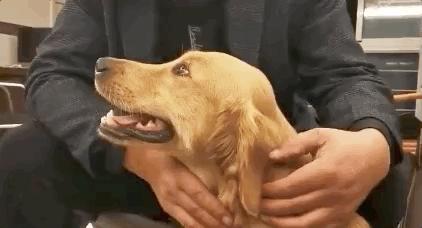 金毛生小狗难产,金毛幼犬细小死了