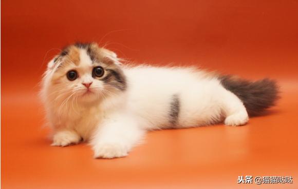 养猫新手买猫注意什么,新手养猫和买猫的注意事项