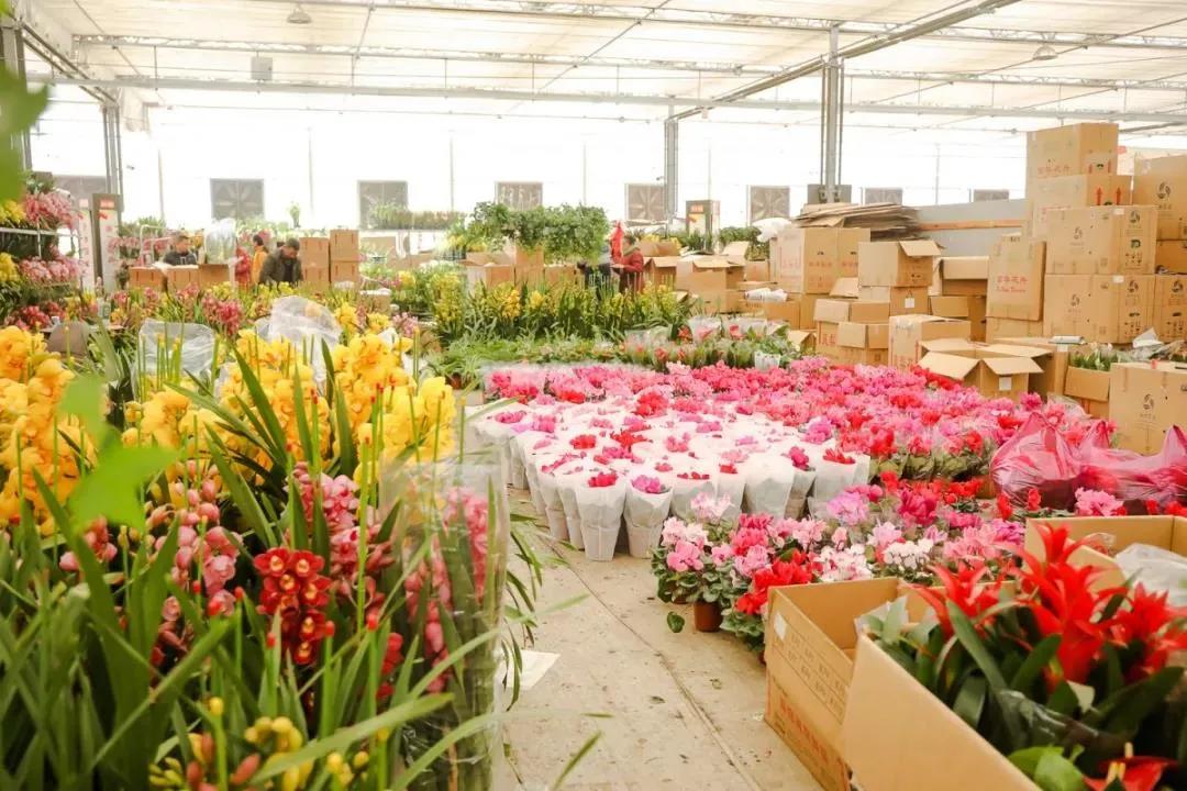成都的花市批发市场在哪里,成都花市合集