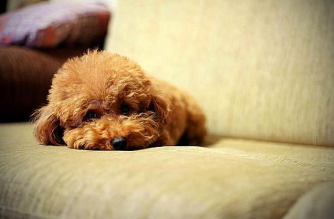 狗狗常发抖,狗狗最近经常发抖是什么原因