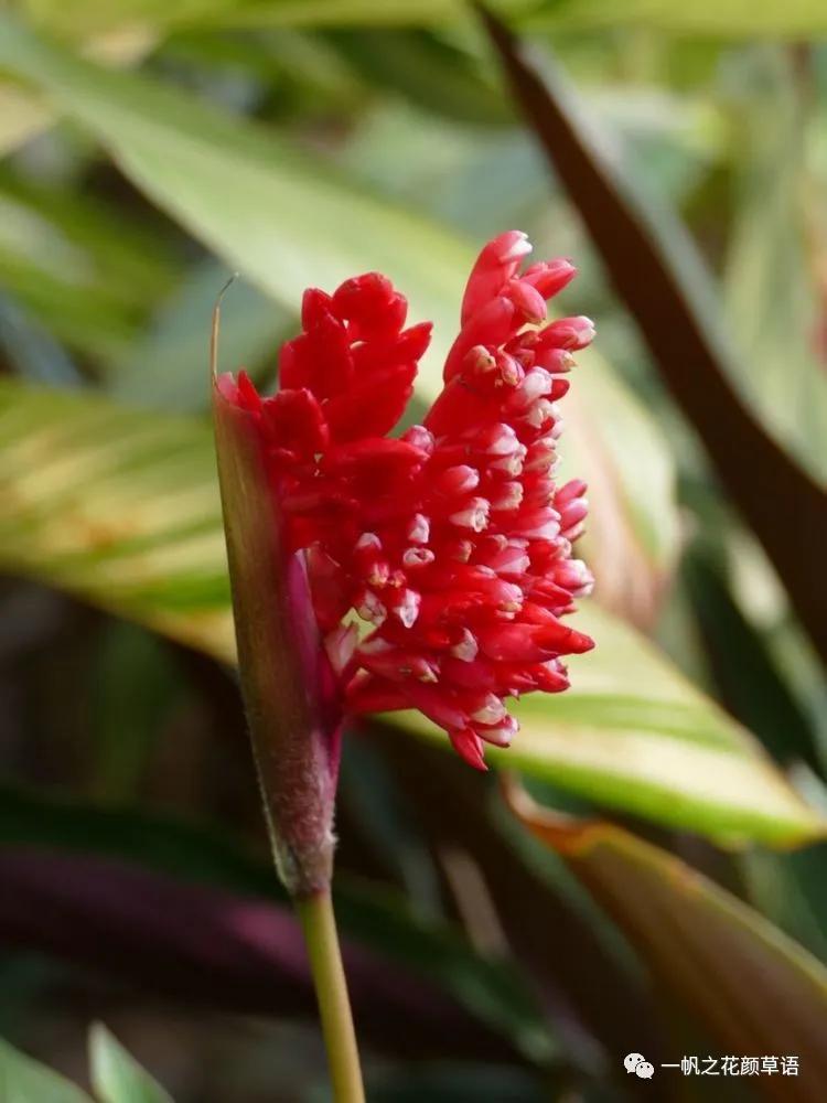 紫背竹芋卧花竹芋,紫背竹芋图片和名称