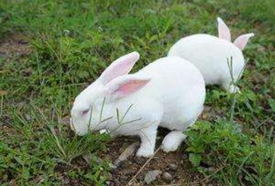 母兔配对的技巧,公兔和母兔配种技术