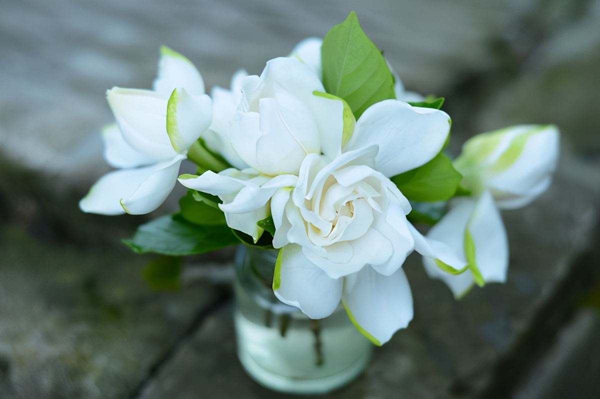 栀子花怎么扦插才能成活率高,栀子花什么时候扦插成活率高