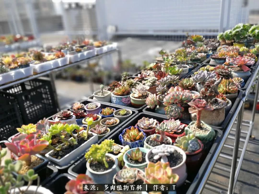 多肉还可以这样玩(上):八年养肉路剪影!