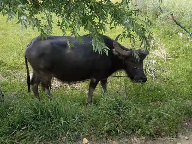 淮南乡土｜寻访古井（吴井篇）